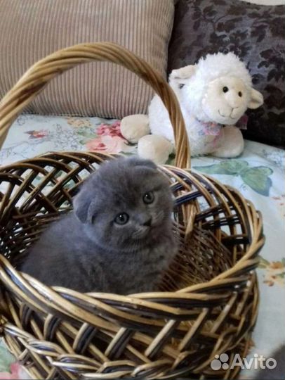 Шотландские вислоухие и прямоухие котята. Документ