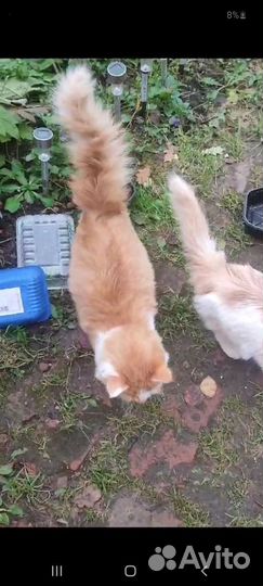 Мэйкун котята