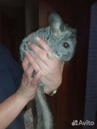 Серебристая шиншилла вязка