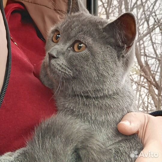 Отдам кота в добрые руки