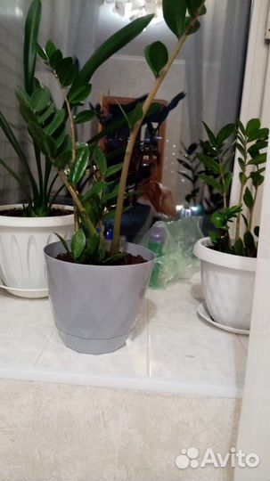 Замиокулькас