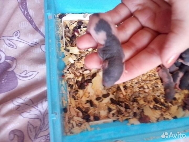 Крыса дамбо