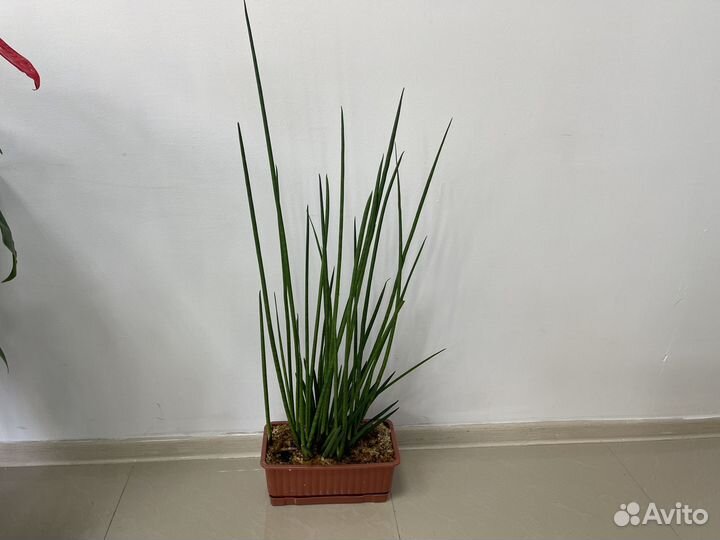 Сансевиерия цилиндрика, хани, инти