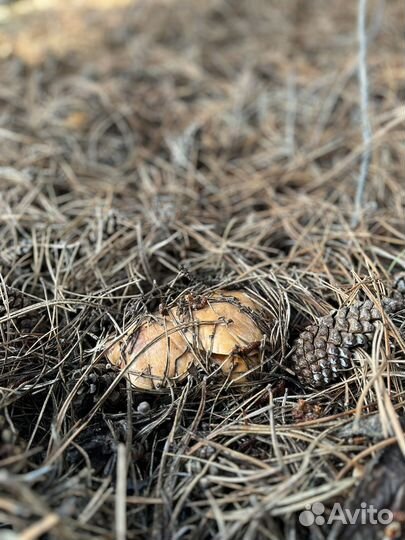 Грибы маслята