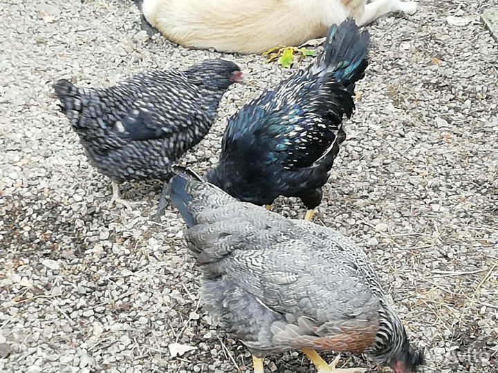 Семья кур Павловское золото