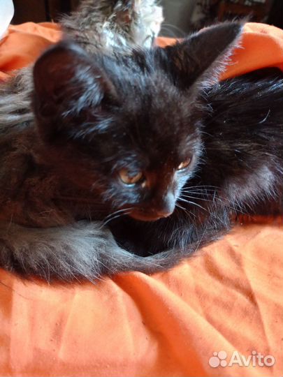 Кошка котенок черная
