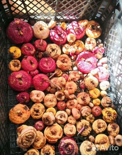 Луковицы крокусы, гиацинты, гладиолусы, ирис оптом