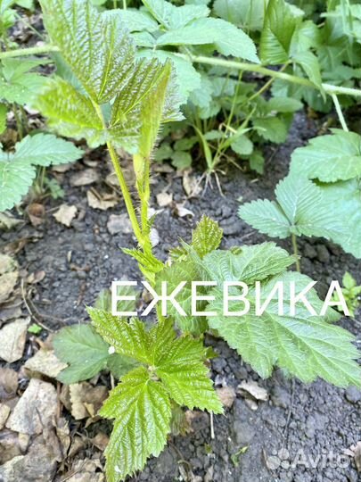 Рассада и др