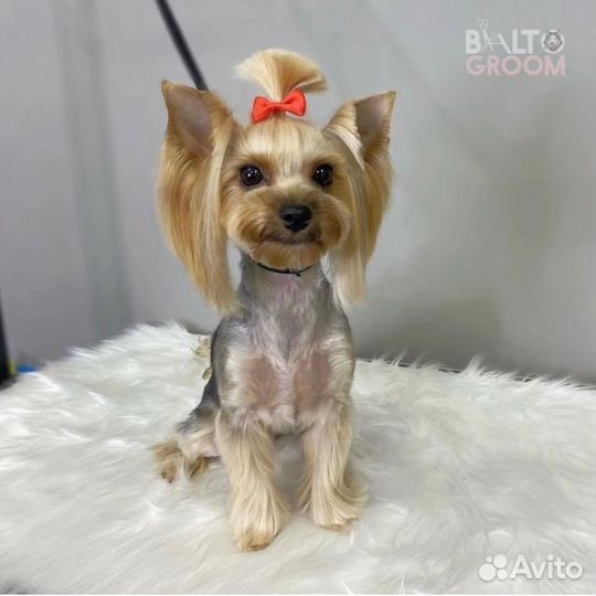 Стрижка собак и кошек (Калуга)