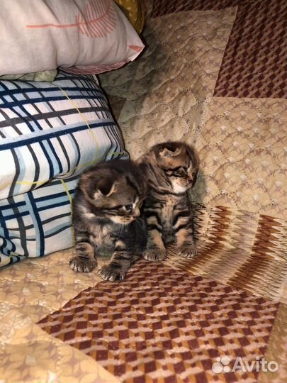 Шотландские вислоухие котята