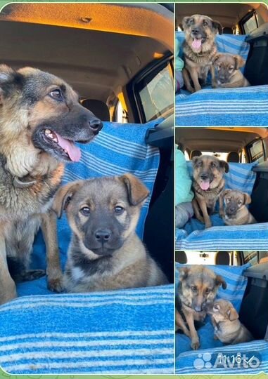 Девочка-Сафари