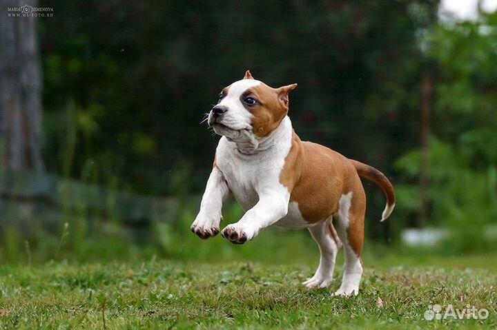 Девочка амстафф питомник