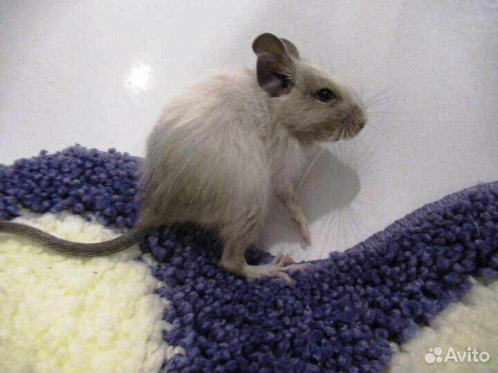 Цветные дегу из питомника