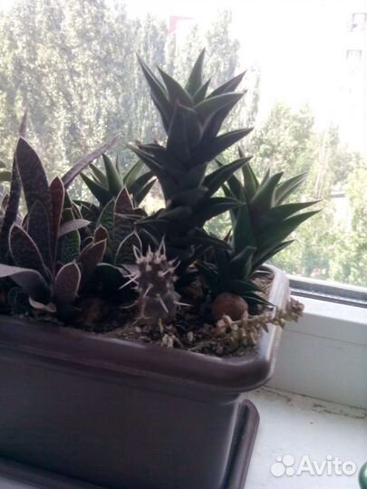 Комнатные растения