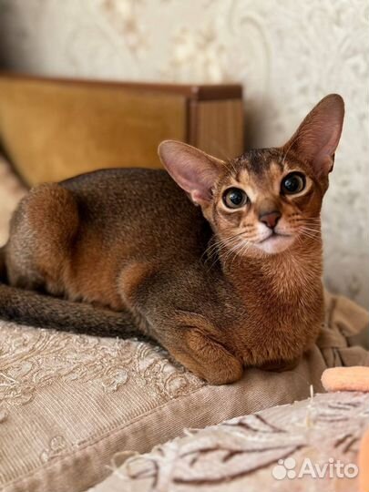 Абиссинская кошка