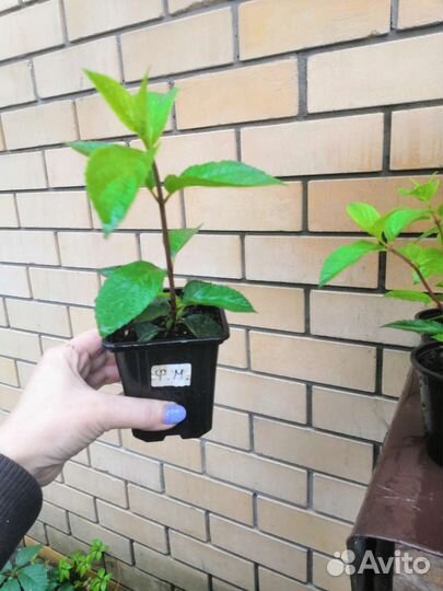 Гортензия метельчатая Фрайз Мельба