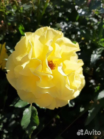 Роза желтая