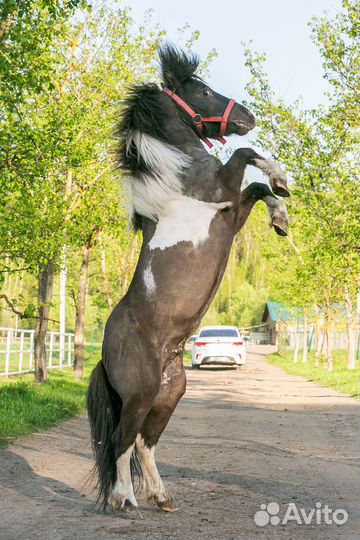 Маленькая лошадка