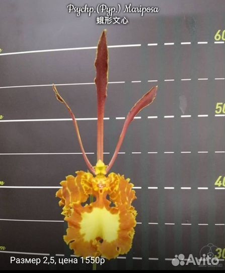 Орхидея Психопсис