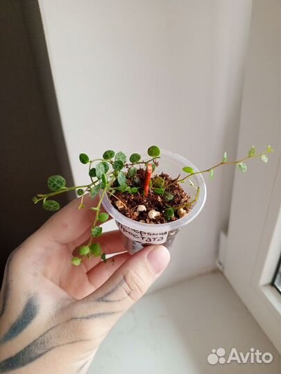 Крестовник, хойя Публикалис, Пеперомия простата