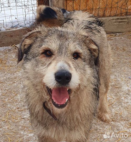 Собака в добрые руки