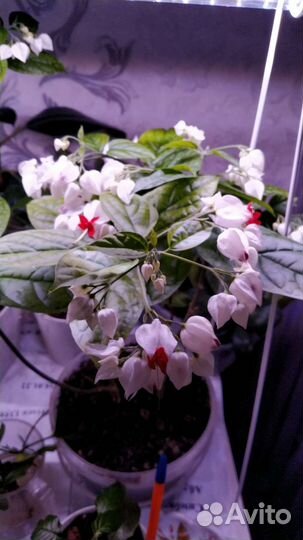 Клеродендрум томпсон