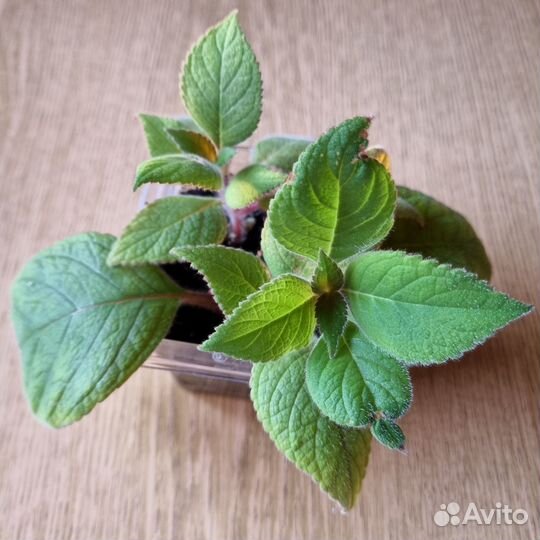 Колерия - комнатное цветущее растение