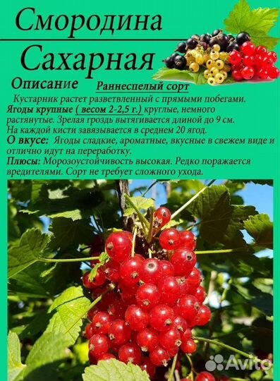 Саженцы смородины