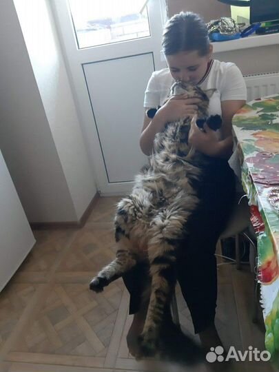 Мейн-кун вязка