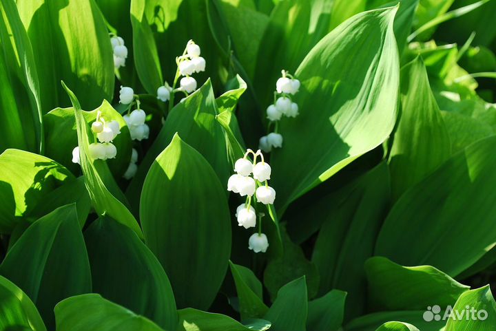 Рассада многолетних садовых цветов: лилии и др