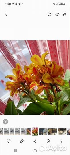 Клубни канны