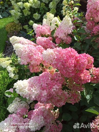 Гортензия метельчатая 