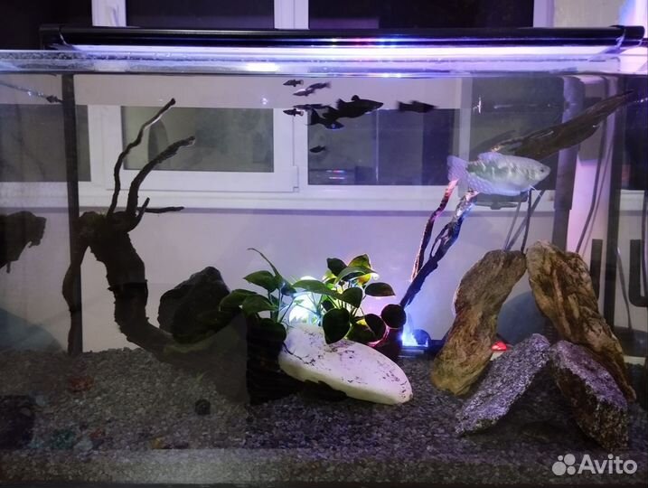 Аквариум с рыбками