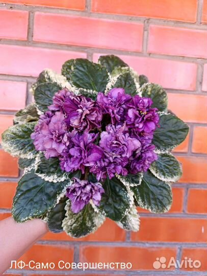 Лф -Само Совершенство