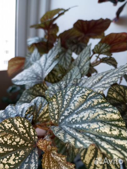 Бегония тростниковая