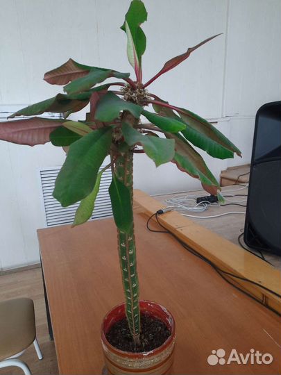 Взрослый цветок молочай с горшком