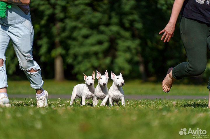 Миниатюрный бультерьер щенки