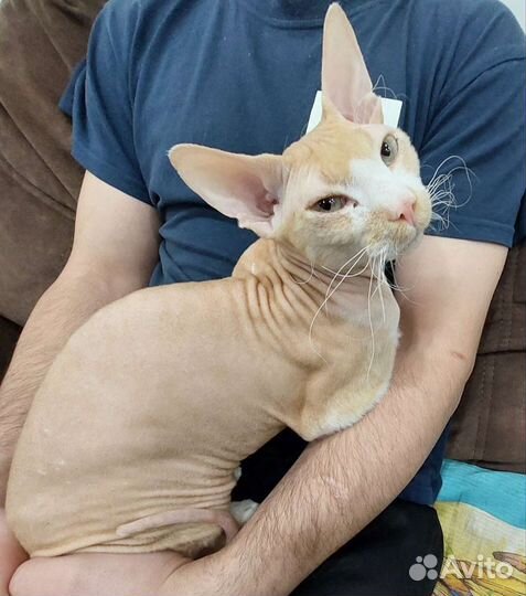 Кот сфинкс донской вязка