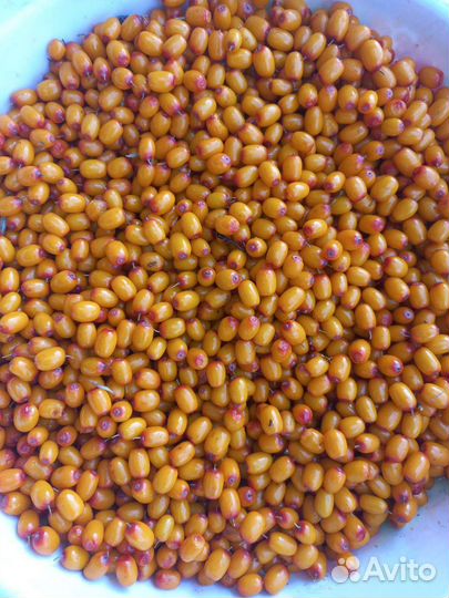 Облепиха свежая