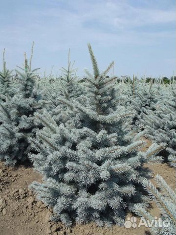 Елочки голубые