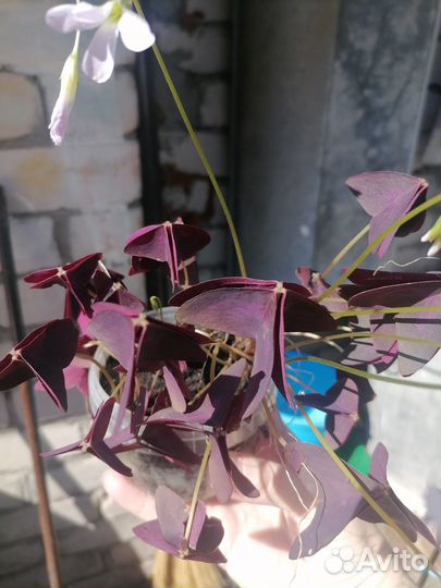 Оксалис, кислица