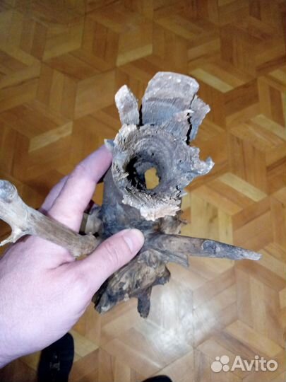 Коряга натуральная вяз