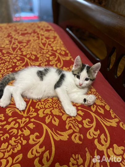 Котенок мальчик в добрые руки