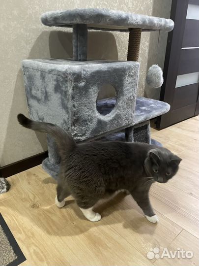 Домик для кошки