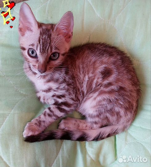 Бенгальский котенок мальчик