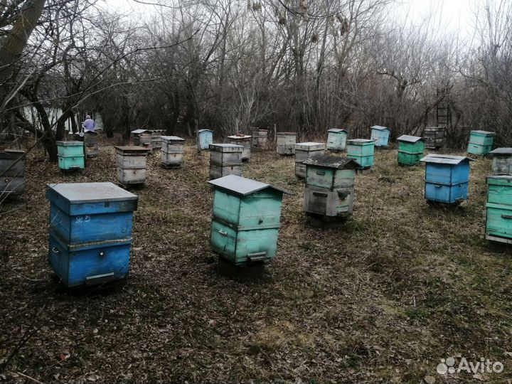 Пчелы и улья