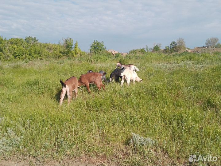 Коза козлята костраты