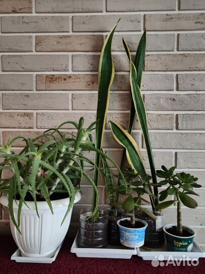 Комнатные цветы