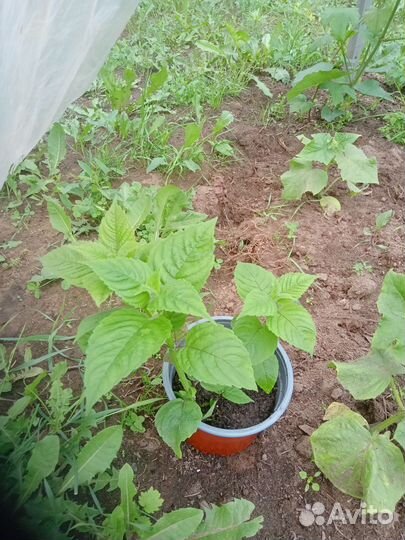 Айва японская+ плоды