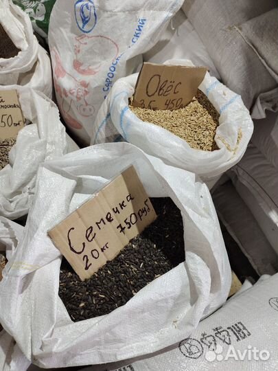 Зерно овес ячмень пшеница ролтон